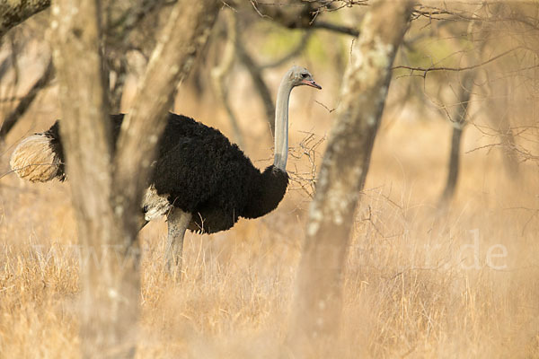 Somalistrauß (Struthio molybdophanes)