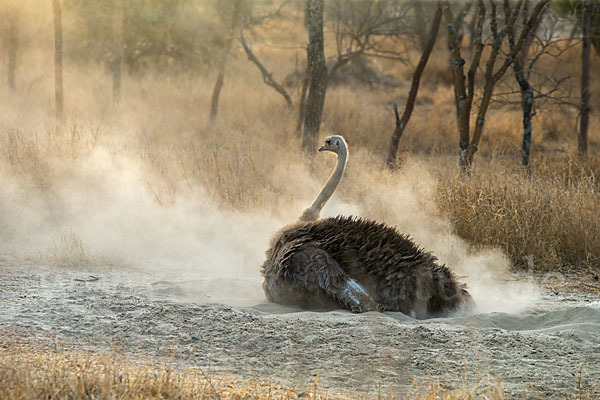 Somalistrauß (Struthio molybdophanes)