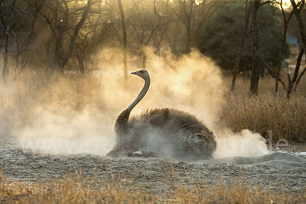 Somalistrauß (Struthio molybdophanes)