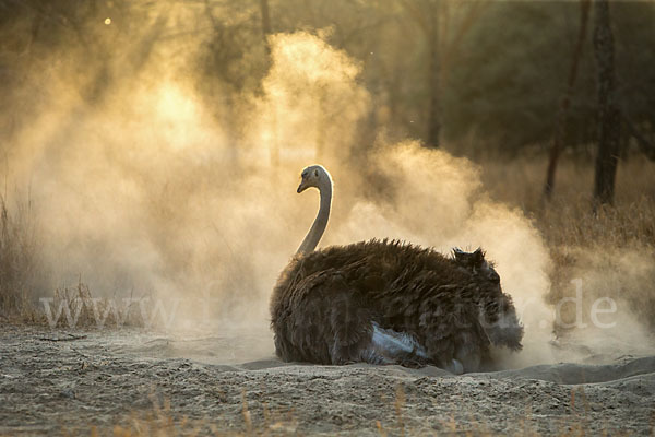 Somalistrauß (Struthio molybdophanes)