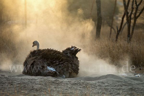 Somalistrauß (Struthio molybdophanes)