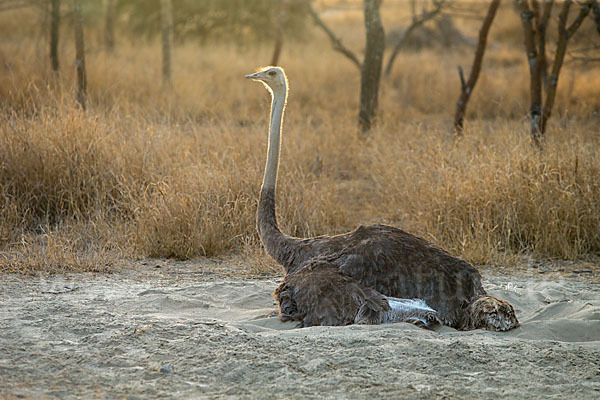 Somalistrauß (Struthio molybdophanes)