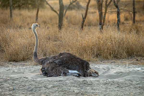 Somalistrauß (Struthio molybdophanes)