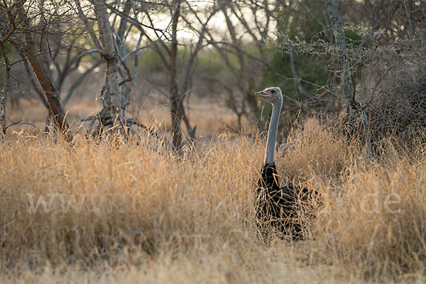 Somalistrauß (Struthio molybdophanes)