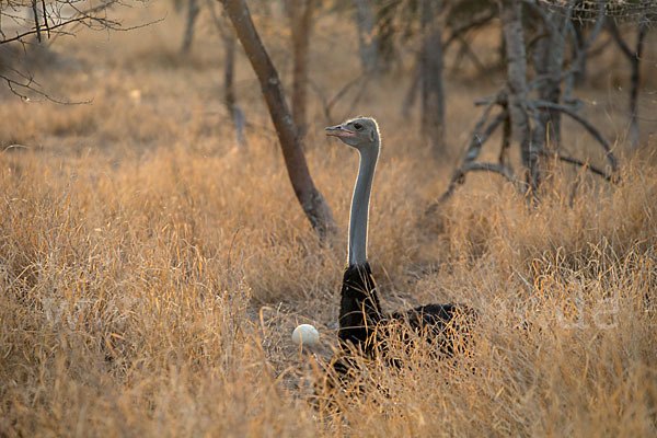 Somalistrauß (Struthio molybdophanes)