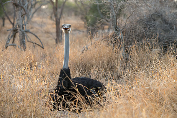 Somalistrauß (Struthio molybdophanes)