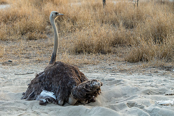 Somalistrauß (Struthio molybdophanes)