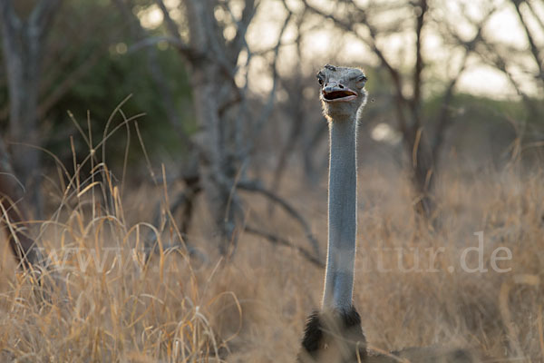 Somalistrauß (Struthio molybdophanes)