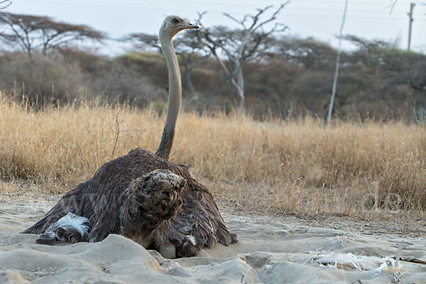 Somalistrauß (Struthio molybdophanes)