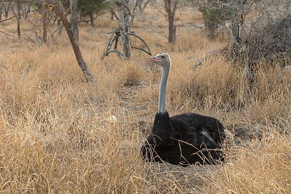 Somalistrauß (Struthio molybdophanes)