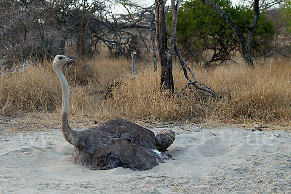 Somalistrauß (Struthio molybdophanes)