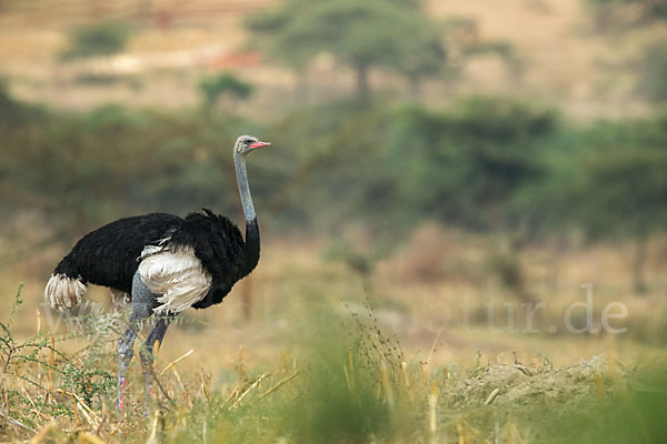 Somalistrauß (Struthio molybdophanes)