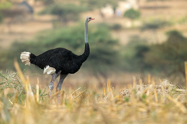 Somalistrauß (Struthio molybdophanes)