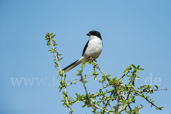 Somaliwürger (Lanius somalicus)