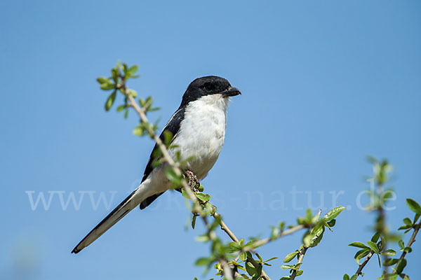 Somaliwürger (Lanius somalicus)