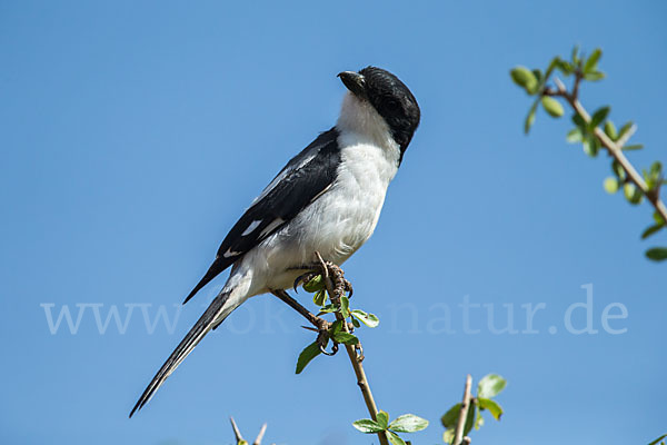 Somaliwürger (Lanius somalicus)