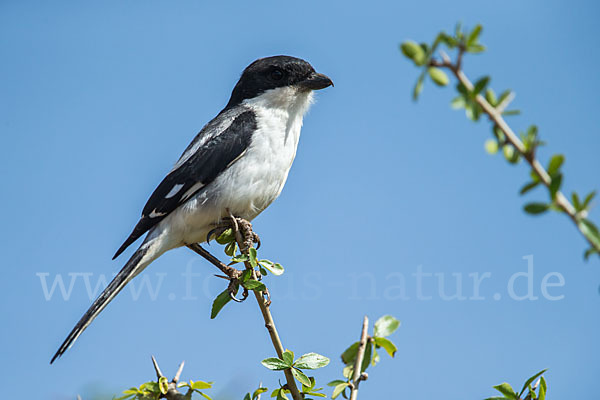 Somaliwürger (Lanius somalicus)