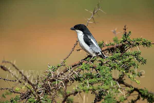 Somaliwürger (Lanius somalicus)