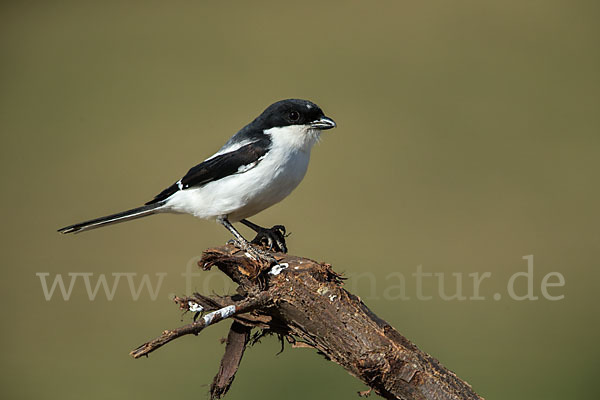 Somaliwürger (Lanius somalicus)