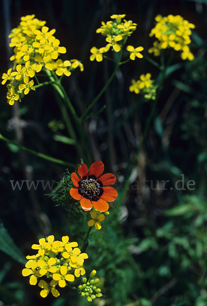 Sommer-Adonisröschen (Adonis aestivalis)