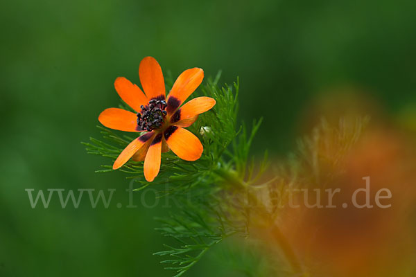 Sommer-Adonisröschen (Adonis aestivalis)