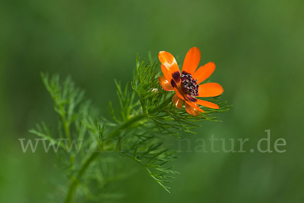 Sommer-Adonisröschen (Adonis aestivalis)