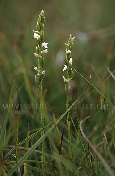 Sommer-Drehwurz (Spiranthes aestivalis)