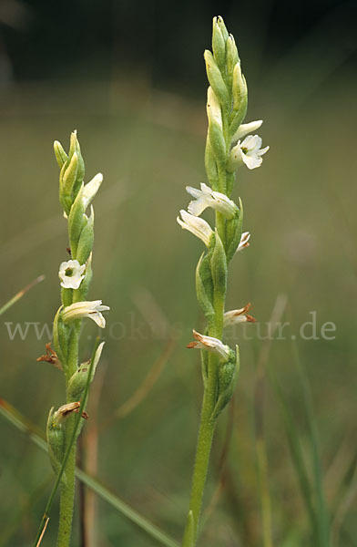 Sommer-Drehwurz (Spiranthes aestivalis)