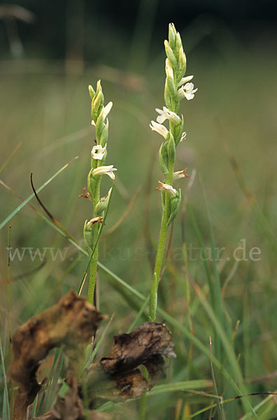 Sommer-Drehwurz (Spiranthes aestivalis)