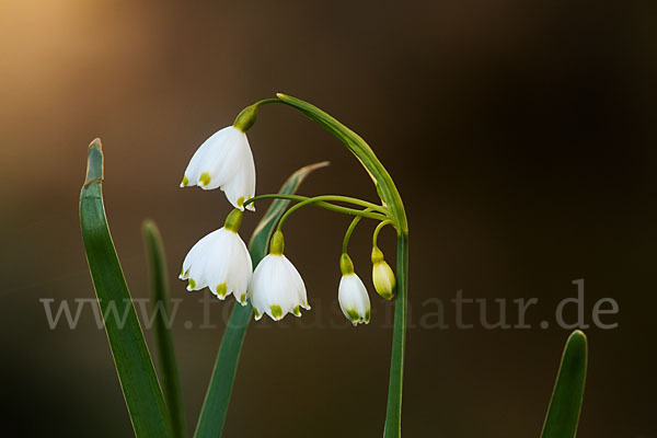 Sommer-Knotenblume (Leucojum aestivum)