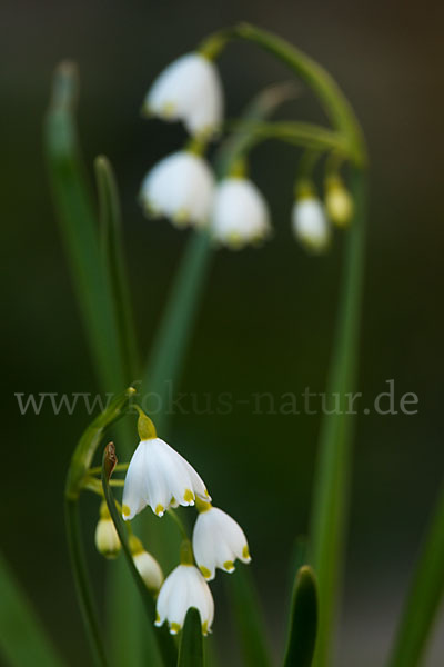 Sommer-Knotenblume (Leucojum aestivum)