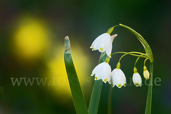 Sommer-Knotenblume (Leucojum aestivum)