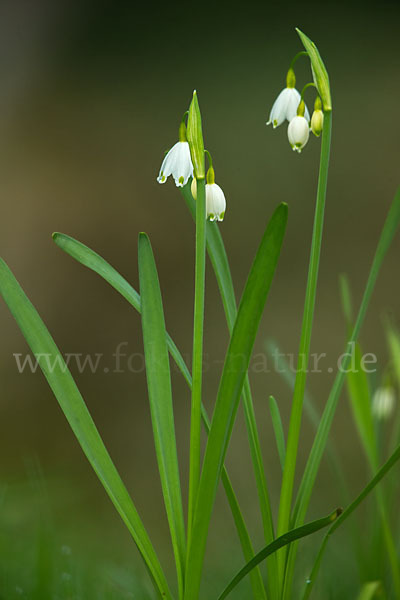 Sommer-Knotenblume (Leucojum aestivum)