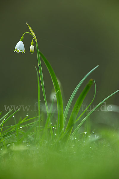 Sommer-Knotenblume (Leucojum aestivum)