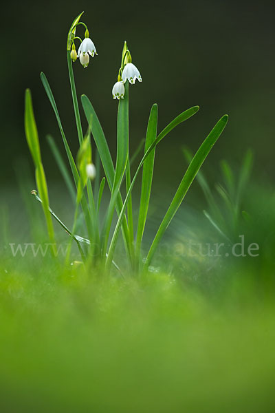 Sommer-Knotenblume (Leucojum aestivum)