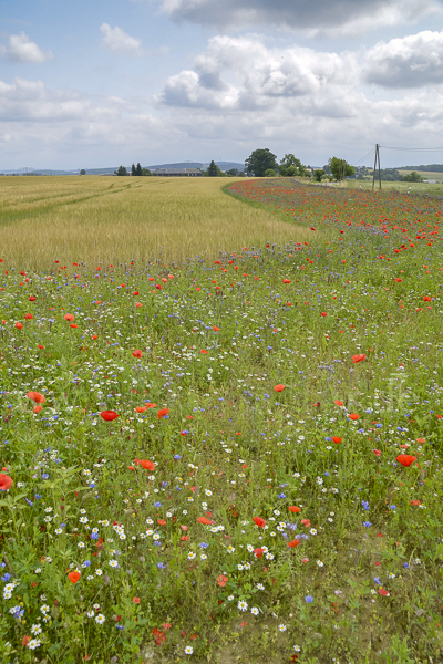 Sommer (summer)