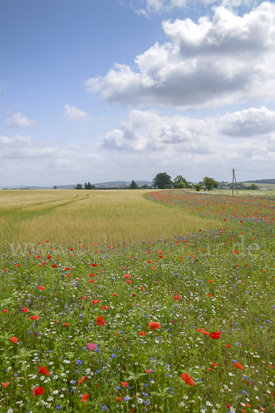 Sommer (summer)