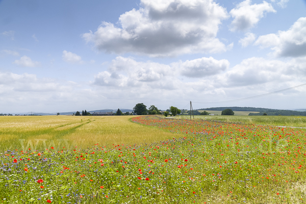 Sommer (summer)