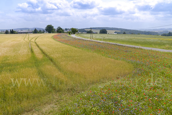 Sommer (summer)