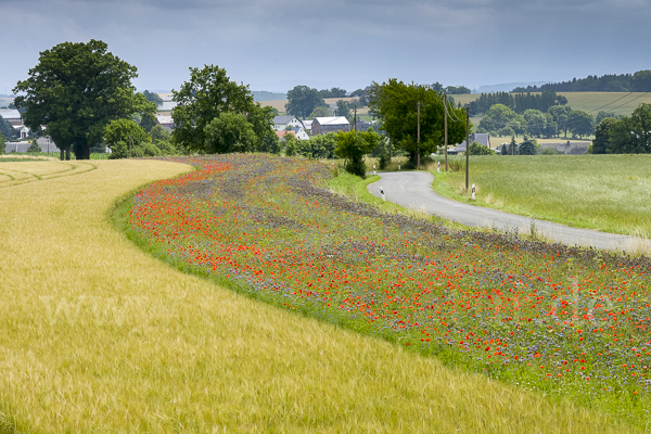 Sommer (summer)