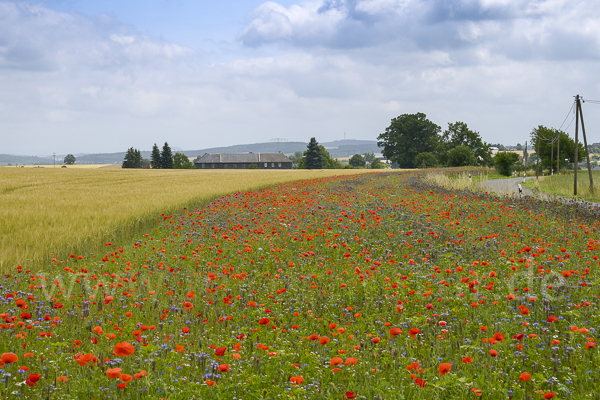 Sommer (summer)