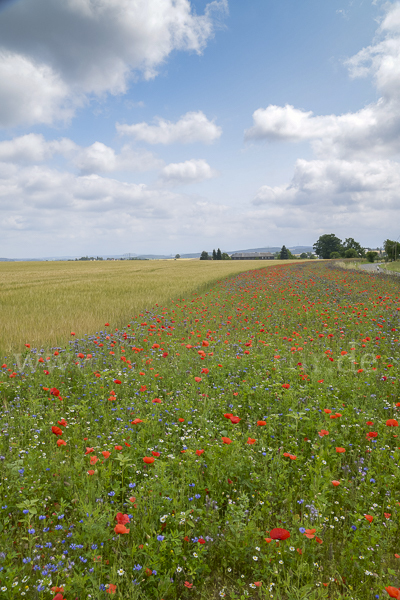 Sommer (summer)