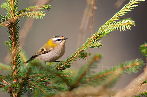 Sommergoldhähnchen (Regulus ignicapillus)