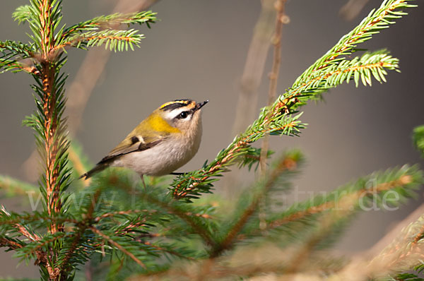 Sommergoldhähnchen (Regulus ignicapillus)