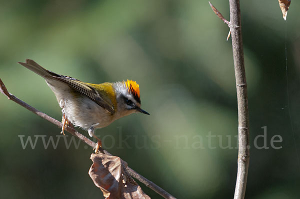 Sommergoldhähnchen (Regulus ignicapillus)