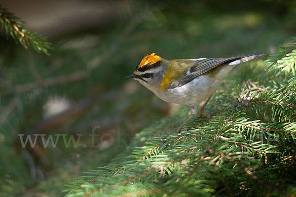 Sommergoldhähnchen (Regulus ignicapillus)