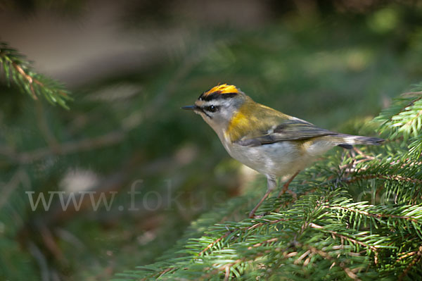 Sommergoldhähnchen (Regulus ignicapillus)