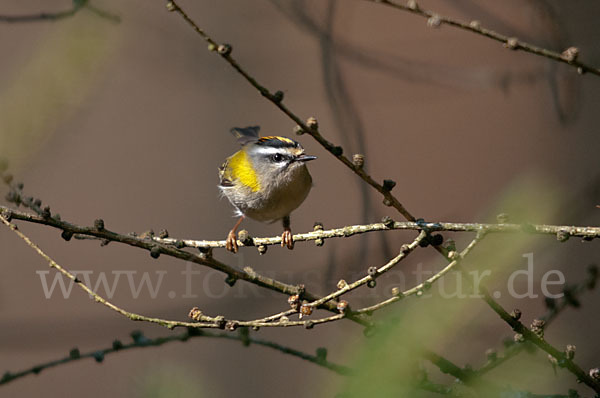 Sommergoldhähnchen (Regulus ignicapillus)