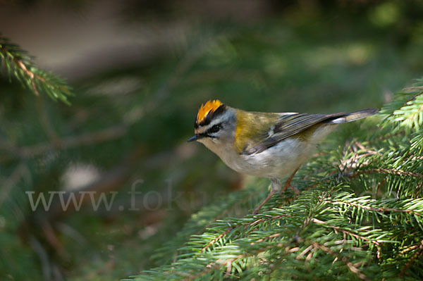 Sommergoldhähnchen (Regulus ignicapillus)