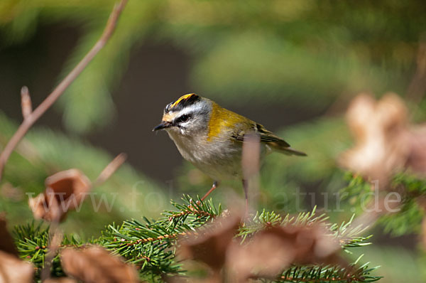 Sommergoldhähnchen (Regulus ignicapillus)